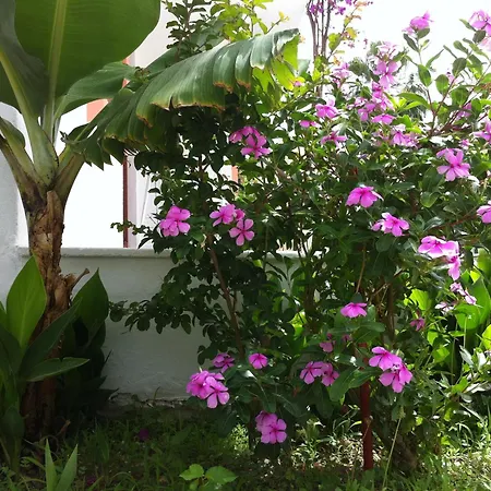 Flower Apart *