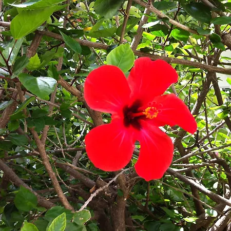 Flower Apart Resort