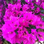 Resort Flower *