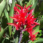 Resort Flower Kemer