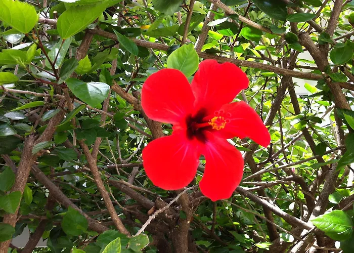 Flower אתר נופש