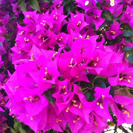 Feriested Flower *