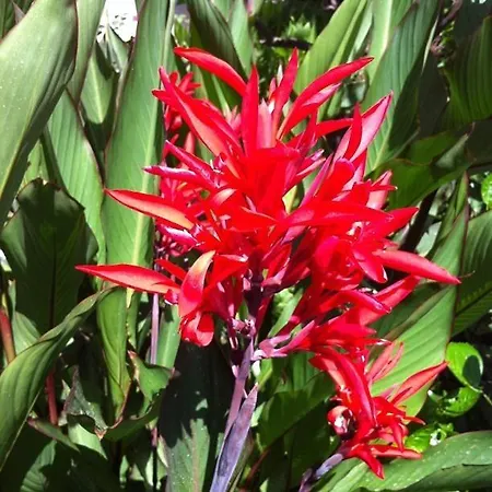 Feriested Flower Kemer